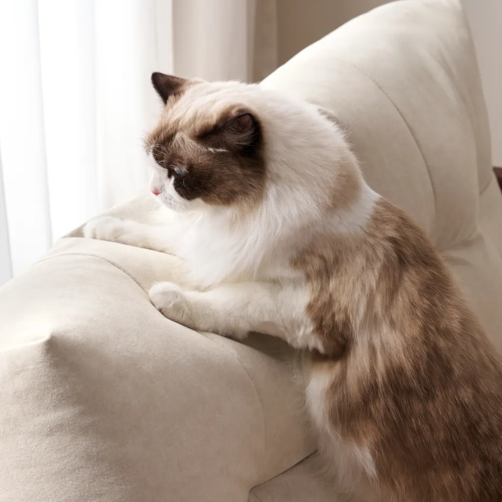 sf02a-1.0m-go-tu-nhien-ghe-sofa-giuong-don-da-nang-05.webp